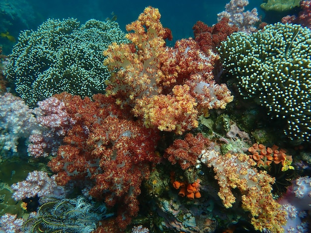 Vida marinha sob a água do mar