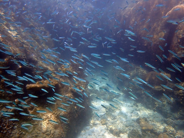 Vida marinha sob a água do mar