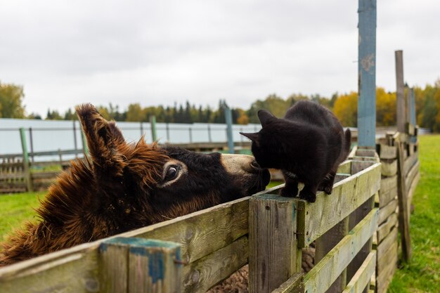 vida de las mascotas en la granja