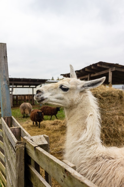 vida de las mascotas en la granja