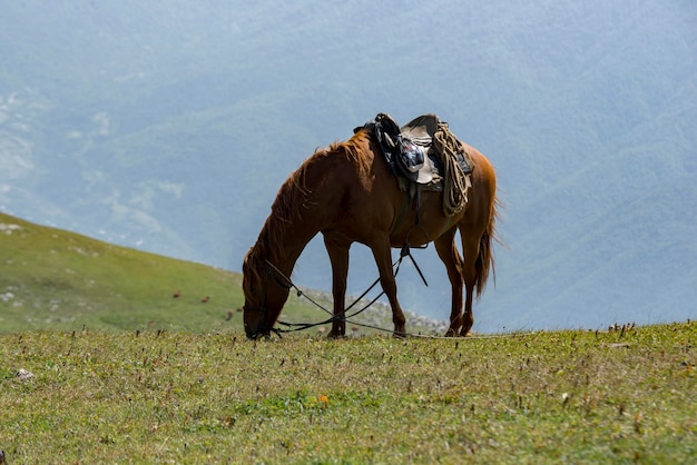 Foto la vida en la montaña askhi