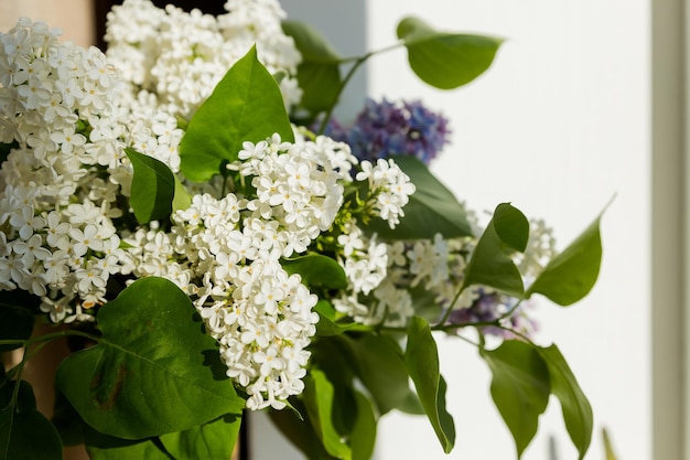 Vida morta criativa Buquê de flores lilás branco anúncio roxo Conceito de primavera Arbusto lilás florescente com flor minúscula e tenra feliz dia das mães