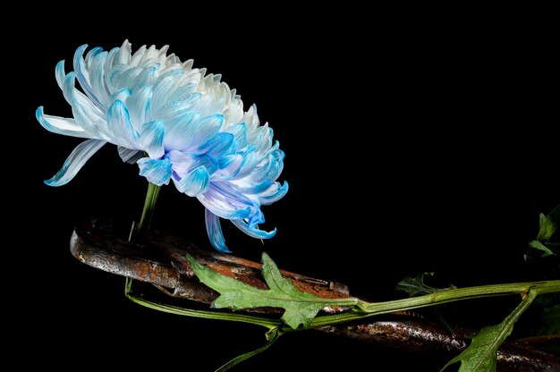 Vida muerta creativa con llave inglesa oxidada y una flor de crisantemo azul-blanca sobre un fondo negro