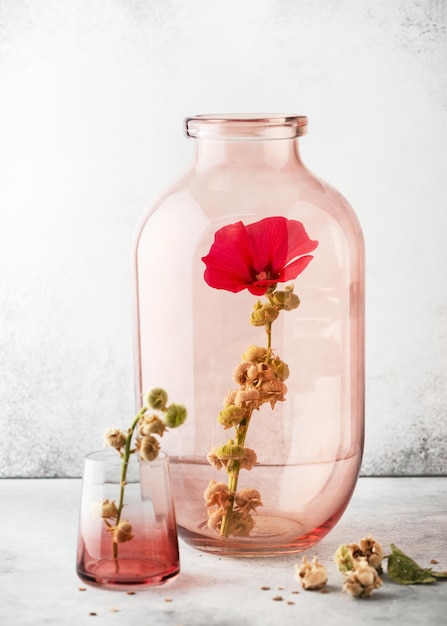 Foto vida muerta con flor de hollyhock magenta roja en un gran jarrón de vidrio vintage alcea rosea