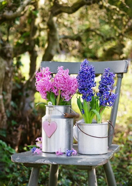 Vida muerta con flores de jacinto azul y rosa en una vieja olla de metal y lata de leche en una silla rústica