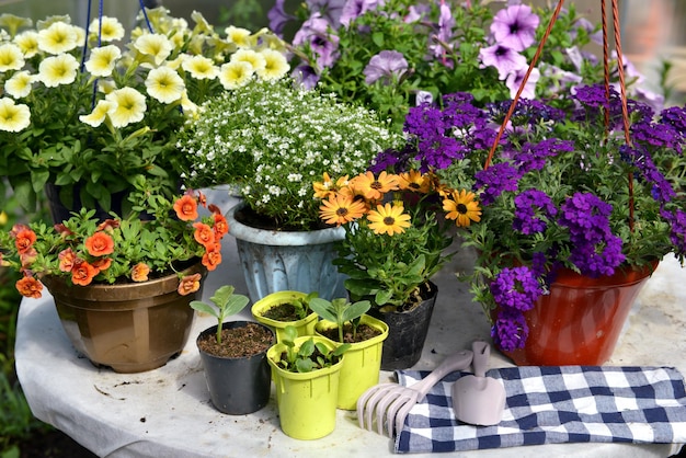 Vida muerta con hermosas plántulas de coloridas flores de petunia en ollas en la mesa