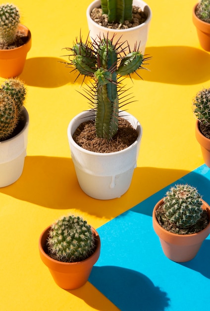 Vida muerta de una planta de cactus