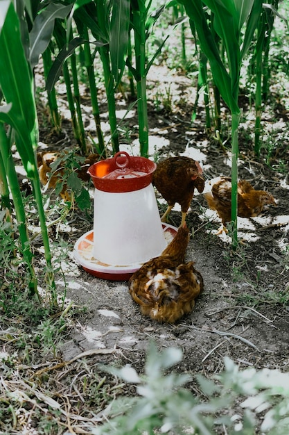 vida na fazenda da vila de aves rústicas