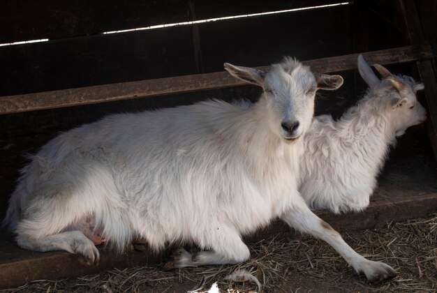 Vida na fazenda dois capra hircus brancos deitados na sombra cabras domésticas cabra no pátio