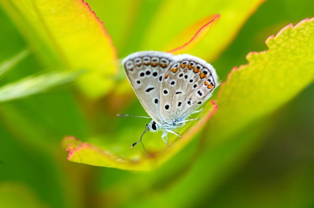 Vida natural; mariposa en la naturaleza. Concepto de fauna/flora.