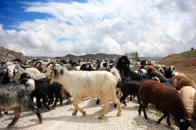 Vida nômade e cabras