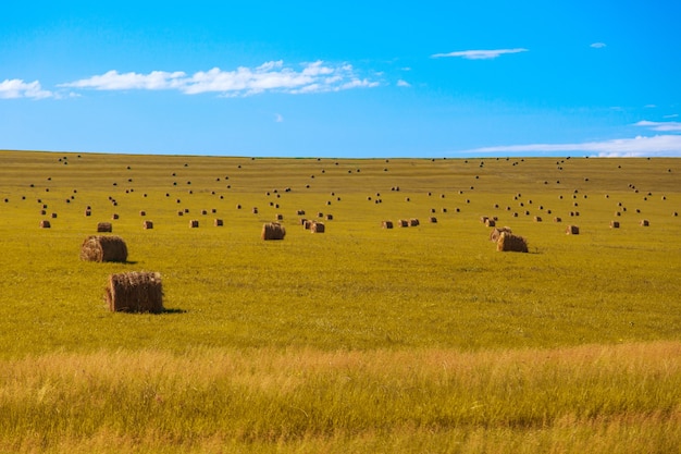 Vida del pueblo: cosecha de heno para el invierno. la alimentación animal. gavillas de heno en el campo