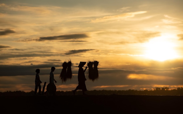 La vida rural de más de 70 de los agricultores tailandeses está involucrada en el cultivo del arroz.