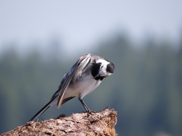 Vida salvaje con hermosas aves