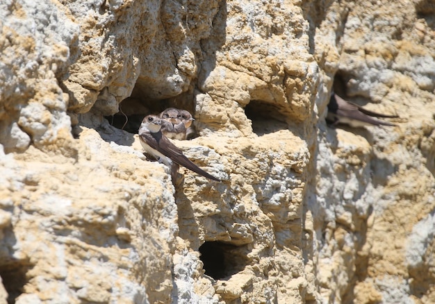 De la vida de sand martin Riparia riparia