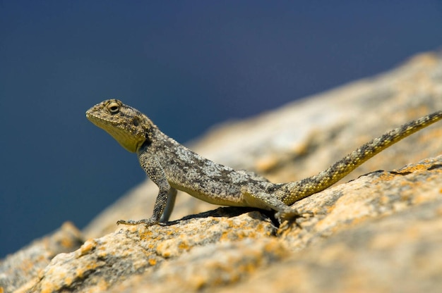 vida selvagem africana lagarto Agama África do Sul vida selvagem africana encontrada na África do Sul blyde ri