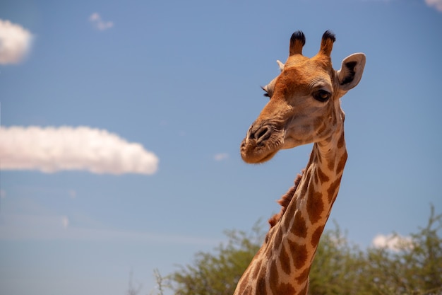 Vida selvagem africana. Uma grande girafa comum sul-africana no céu azul de verão. Namibia