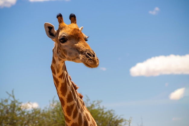 Vida selvagem africana. Uma grande girafa sul-africana comum no céu azul de verão. Namíbia
