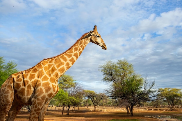 Vida selvagem africana Uma grande girafa sul-africana comum no céu azul de verão