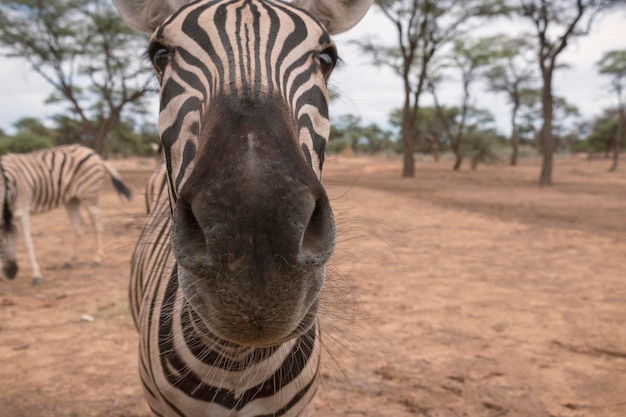 Vida selvagem africana zebra namibiana de pé no meio da savana