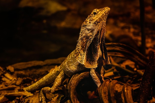 Vida selvagem australiana no zoológico de Sydney