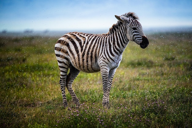 Vida selvagem cavalo deserto oásis fauna selvagem