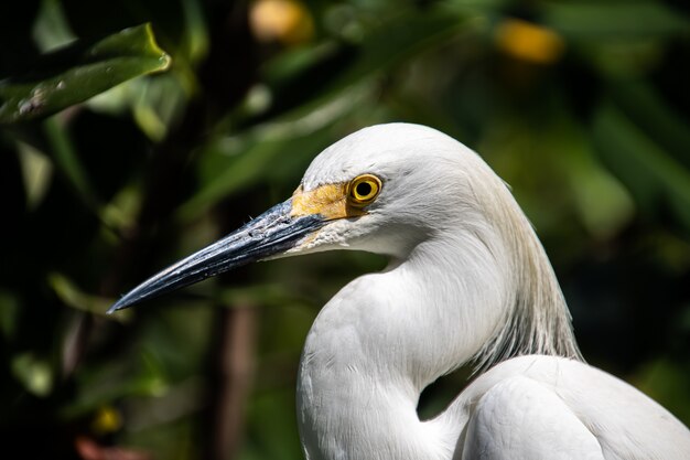 vida selvagem, close-up de um grande fragata-branca