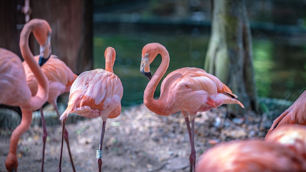 Vida selvagem cor-de-rosa do flamingo