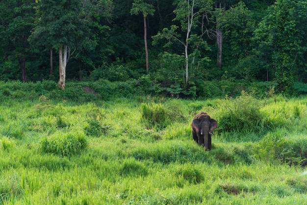 Vida selvagem de elefante asiático na natureza