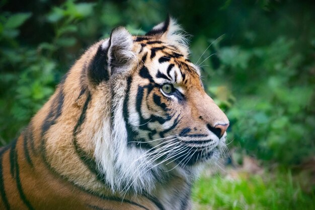 Foto vida selvagem do zoológico de tigres