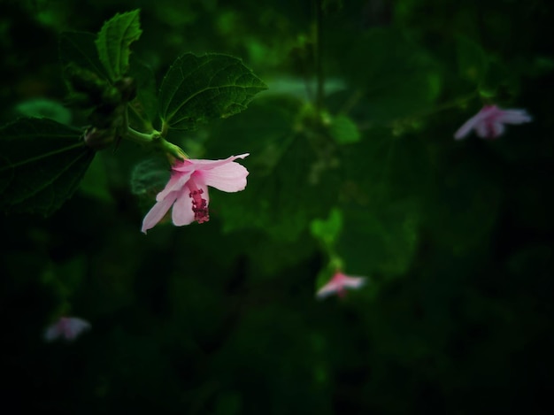 Foto vida selvagem em close-up flores bonitas fundo