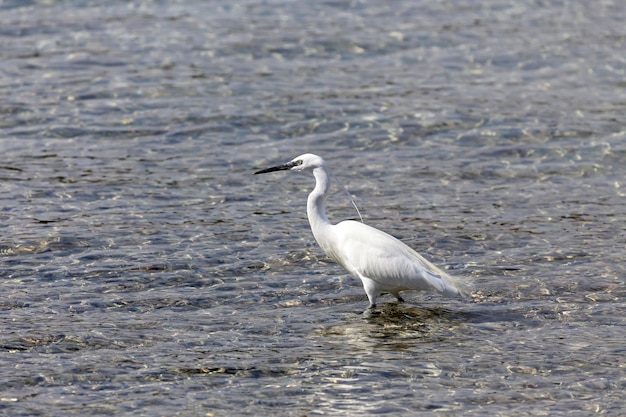 Vida selvagem Garça-real branca Grande caça à garça-branca peixe no mar em um dia ensolarado