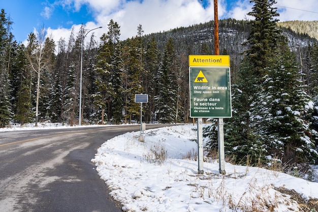 vida selvagem na área sinal de alerta monte norquay passeio panorâmico estrada de montanha alberta canadá