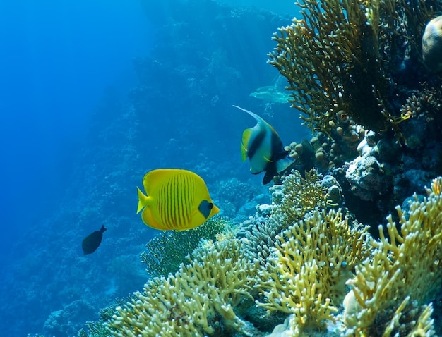 vida selvagem, paisagem subaquática. recife de coral e peixes tropicais.