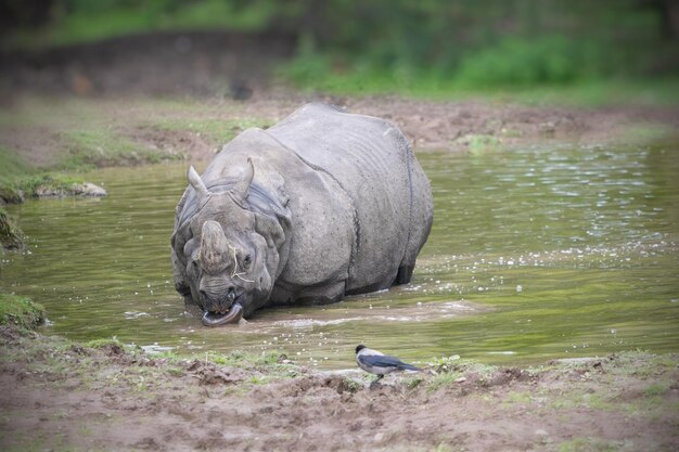 Foto vida silvestre de los animales