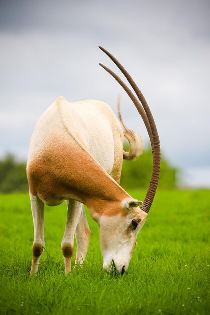 Foto vida silvestre de los animales