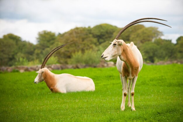 Foto vida silvestre de los animales