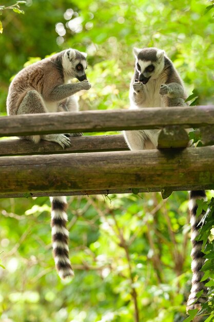 Foto vida silvestre de los animales