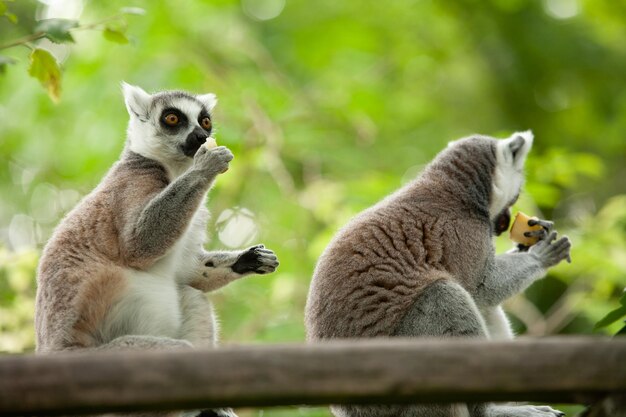 Foto vida silvestre de los animales