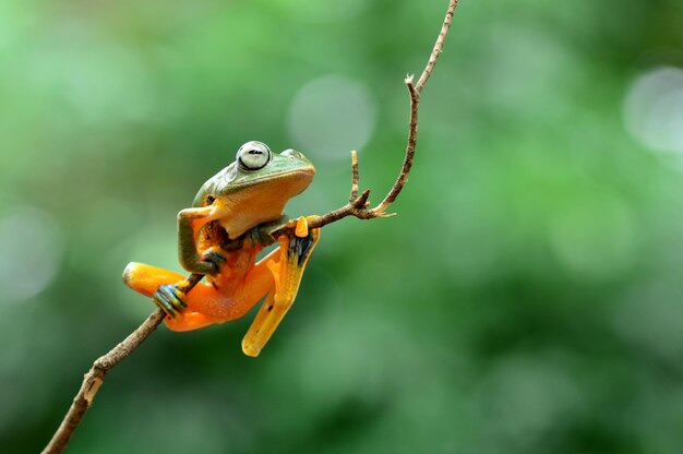 Foto vida silvestre de los animales