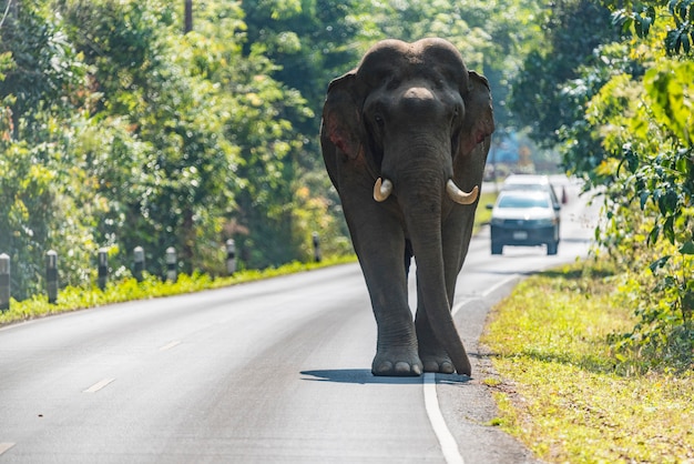 Vida silvestre, elefante asiático caminando en la carretera en el Parque Nacional Khao Yai, Tailandia