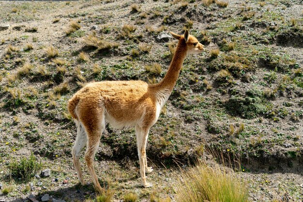 Foto vida silvestre en la reserva silvestre de chimborazo en el ecuador