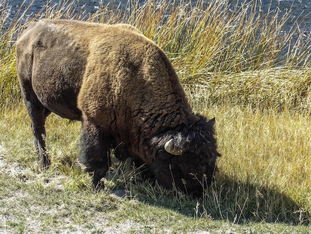 Foto la vida silvestre de yellowstone