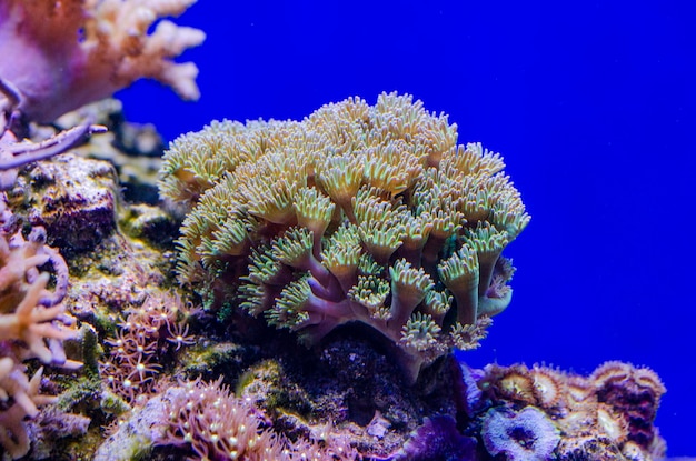 Vida subaquática de um recife hardcoral do Mar Vermelho Egito