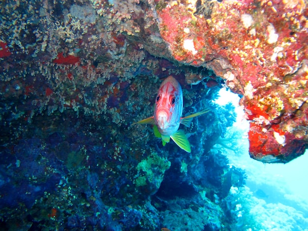 Foto vida subaquática do mar vermelho