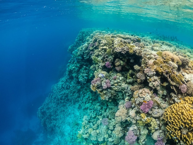 Vida subaquática incrível em recifes de corais coloridos do Mar Vermelho