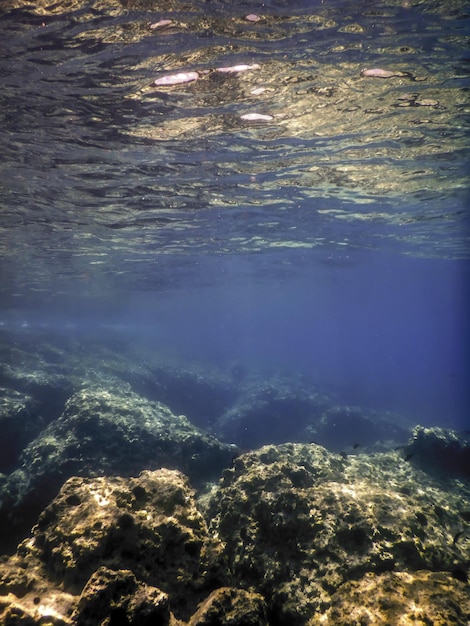 Vida submarina en el fondo rocoso de los mares Vida submarina