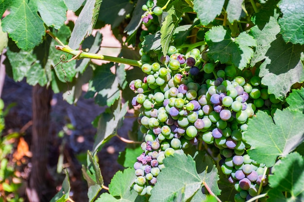 Videira Chardonay Cabernet para vinho em plantação em vinícola chilena