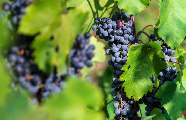 Videira com uvas pretas na vinha