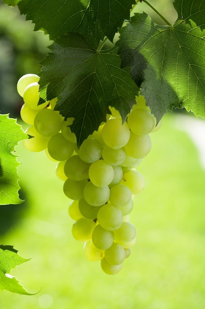 Videira e cacho de uvas brancas